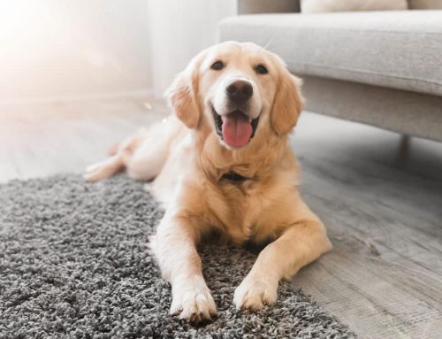 Dogs and Decompression: The 3-3-3 Rule