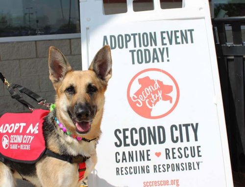 First Geneva Adoption Show Is a Success